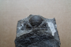 hlava trilobita Ananaspis fecunda, (lok.lom Kosov)
