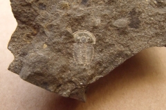 trilobit Harpidella misera, (lok.lom Kosov)