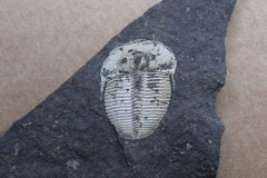 trilobit Aulacopleura konincki, (lok.Loděnice)