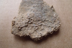 řetízkatý korál Aulopora sp., (lok. Mořina)