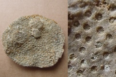 tabulátní korál Stelliporella sp., (lok. Mořina)