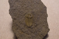 trilobit Harpidella misera, (lok.lom Kosov)
