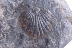 ocasní štít trilobita Spiniscutellum umbelliferum, ( lochkovské souvrství, lok. Kosoř )