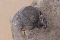 hlava trilobita  Phacops hoeninghausi, (lok. Kosoř)