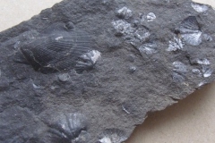 mlž Leiopteria migrans migrans ? a ramenonožci Howellella inchoans, ( lochkovské souvrství, lok. Černá rokle u Kosoře )