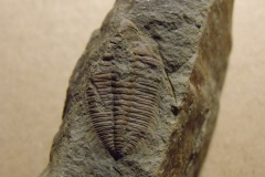 1) trilobit