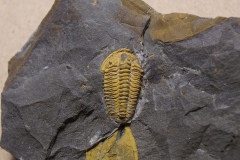 trilobit Sao hirsuta, (lok.Skryje)