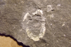 1) trilobit