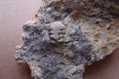 13) hlava trilobita