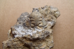 14) hlava trilobita