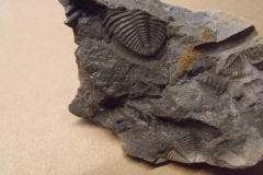 ocasní štíty trilobita Odontochyle hausmanni, (lok. Praha)
