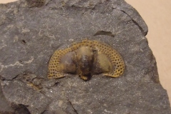 hlava trilobita Onnia superba, (lok. Praha)