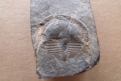 trilobit Deanaspis senftenbergi, (lok.Beroun)