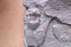 trilobit Dysplanus wahlenbergianus, (lok.Levín)