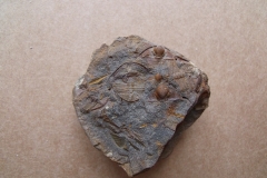 trilobit Trinucleoides reussy, (lok.Těškov)