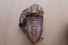 trilobit Ormathops atava, (lok.Těškov)