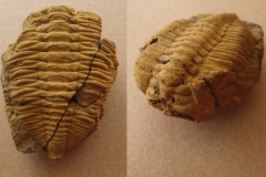 trilobit Dalmanitina socialis, (lok.Beroun)