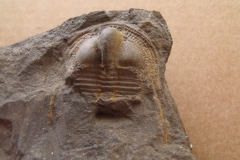 trilobit Deanaspis senftenbergi, (lok.Beroun)