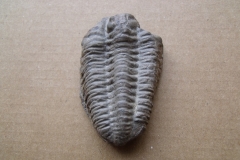 trilobit Flexicalymene declinata, (lok.Králův Dvůr)