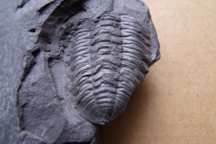 část trilobita Phacopidina sp., (lok.Praha)