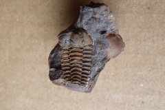 trilobit Colpocoryphe bohemica, (lok.)