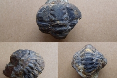 trilobit Colpocoryphe bohemica, (lok.)