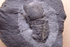 trilobit Pricyclopyge binodosa, (lok.Těškov)