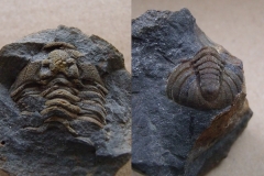 části trilobita Prionocheilus vokovicensis, (lok.Těškov)