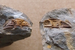 hlava trilobita Plasiaspis bohemica, p/n (lok.Těškov)