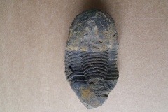 trilobit Ectillaenus katzeri, (lok.?)
