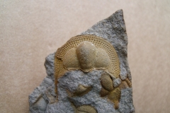 hlava trilobita Deanaspis goldfussi, (lok.Beroun)