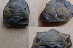 hlava trilobita Ormathops atava, (lok. Těškov)