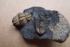 části trilobitů Placoparia cambriensis, (lok.?)
