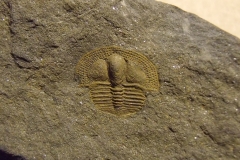 trilobit Deanaspis senftenbergi, (lok.Beroun)