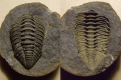 část trilobita Ormathops atava, p/n (lok.Těškov)