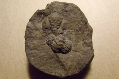 trilobit Ormathops atava, (lok.Těškov)