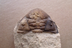 hlava trilobita Dalmanitina socialis, (lok.Beroun)