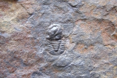trilobit Cyclopyge bohemica, (lok. Ejpovice)