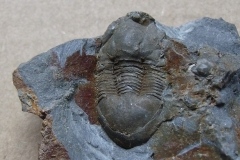 trilobit Dysplanus wahlenbergianus, (lok.Levín)