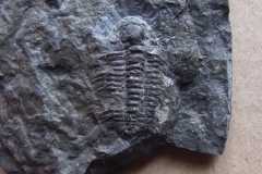 trilobit Actinopeltis carolialexandri, (lok. Levín)
