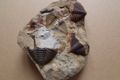 ocasní štíty trilobitů Dalmanitina socialis, ( letenské souvrství, lok.Beroun )