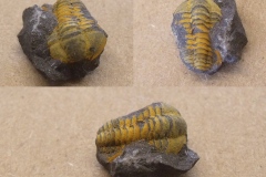 trilobit Colpocoryphe bohemica, (lok.)