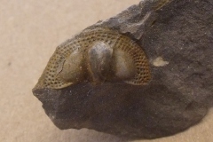 hlava trilobita Onnia superba, (lok. Praha)