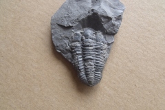 trilobit Flexicalymene declinata, (lok. Praha - ?)