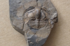 trilobit Deanaspis senftenbergi, ( vinické souvrství, lok.Beroun )
