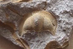 hlava trilobita Deanaspis goldfussi, ( letenské souvrství, lok. Beroun )