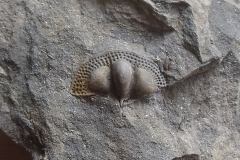 hlava trilobita Onnia superba, ( lok. Praha )