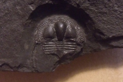  trilobit Onnia superba, ( bohdalecké souvrství, lok. Praha Pankrác )