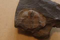 trilobit Deanaspis senftenbergi, ( vinické souvrství, lok.Beroun )