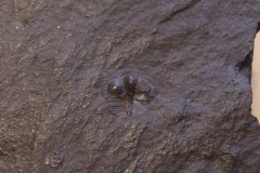  trilobit Onnia superba, ( bohdalecké souvrství, lok. Praha Pankrác )